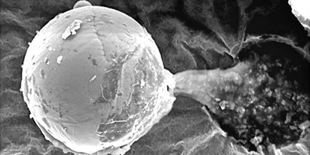Upper atmosphere microbiome